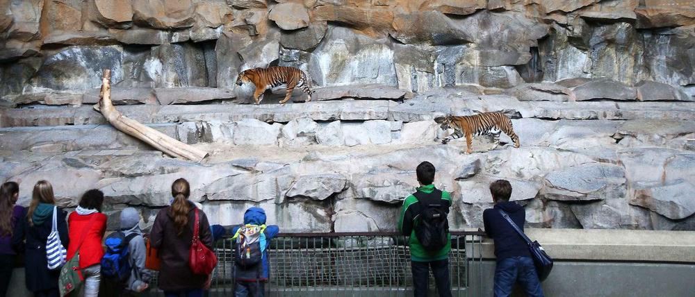Sie sind wohl mit die größten Stars im Tierpark: die Tiger.