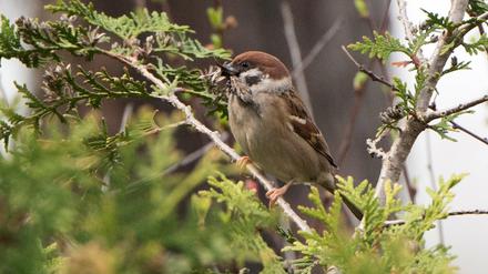 Sträucher bilden Nahrungsquelle und Verstecke für Vögel