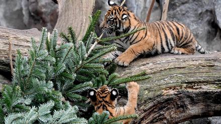 04.01.2019, Berlin: Sumatra-Tiger-Junge spielen mit einem Tannenbaum im Tierpark. Nicht-verkaufte Weihnachtsbäume werden alle Alljährlich an die Zootiere verfüttert. Foto: Britta Pedersen/dpa-Zenralbild/dpa +++ dpa-Bildfunk +++