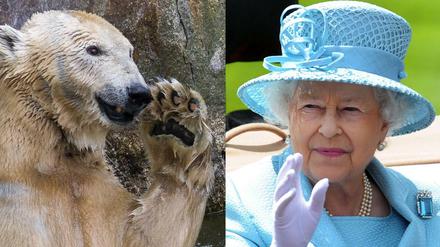 Bye-Bye und Hello: Knuts Mutter Tosca ist am Morgen eingeschläfert worden, Queen Elizabeth wird am Abend zum Staatsbesuch erwartet.
