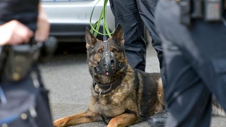 Was passiert eigentlich mit Polizeihunden, die zu alt für den aktiven Dienst sind?
