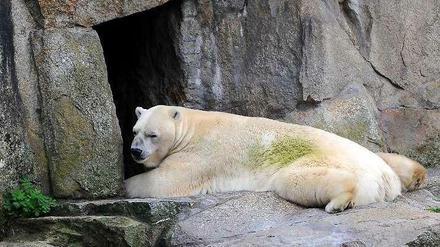 Der Eisbär Troll im Jahr 2011. Jetzt ist er im Alter von 28 Jahren gestorben - ein zweites Leben im Naturkundemuseum erwartet ihn aber wohl nicht.