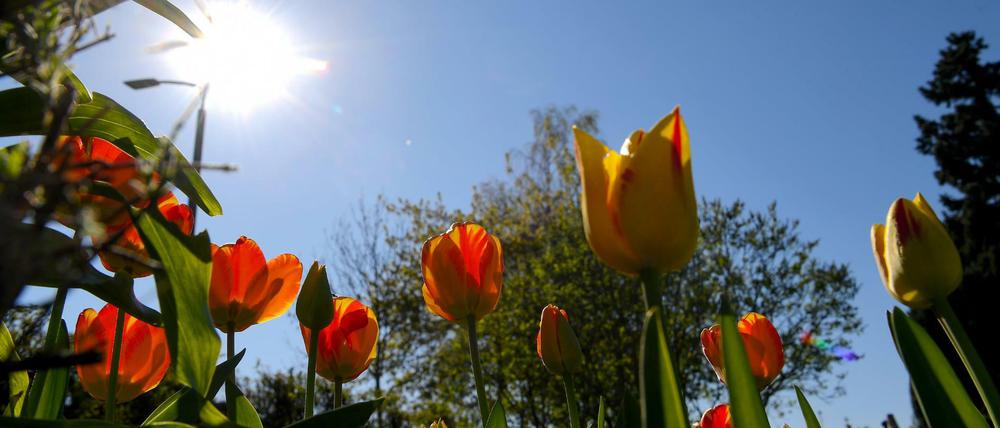 Schöner Anblick im Frühling: Tulpen blühen in einem Garten.