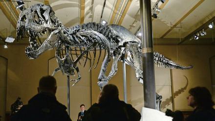 Stolzer Tristan Otto. Vier Meter hoch und zwölf Meter lang ist der Tyrannosaurus rex. 