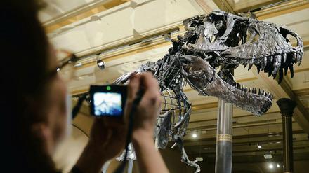 Dino "Tristan": Der Saurier gilt unter internationalen Experten als ganz besonderer Fund und wird seit Mitte 2015 in Berlin erforscht.