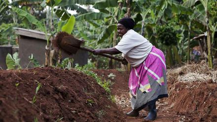 Ein Bewässerungsprojekt in Uganda.