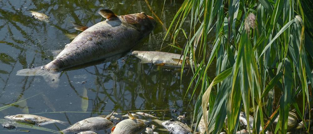 Rund 190 Tonnen tote Fische sind in den vergangenen Tagen in Polen und Deutschland aus der Oder geborgen worden.