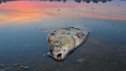 Triste Realität an der deutsch-polnischen Grenze: Immer wieder schwimmen tote Fische an der Oberfläche der Oder.