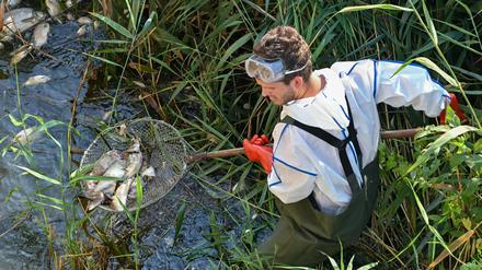 Ein Ranger der Naturwacht Brandenburg holt mit einem Kescher tote Fische aus der Oder.
