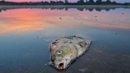Seit mehreren Tagen beschäftigt das massive Fischsterben im Fluss Oder Behörden und Anwohner.