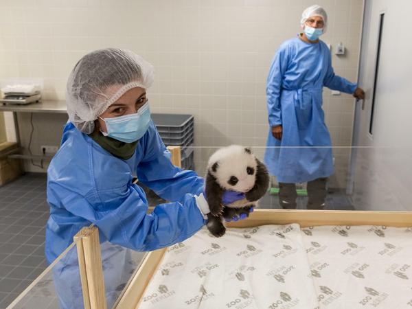 Das ist das neue Panda-Bett. 