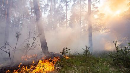 In neun von 14 Landkreisen in Brandenburg gilt die höchste Gefahrenstufe für Waldbrände.