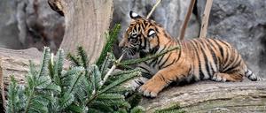 Sumatra-Tiger-Junge spielen mit einem Tannenbaum im Tierpark. Nicht-verkaufte Weihnachtsbäume werden alle Alljährlich an die Zootiere verfüttert.