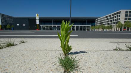 Wildwachsende Pflanzen stehen zwischen den Betonplatten auf dem Bürgersteig vor dem neuen Hauptstadtflughafen in Schönefeld. Im Zuge der Sanierung der alten Nordbahn muss auch die Rollbahn mit der Bezeichnung «Taxiway Charlie» ausgebaut werden. 
