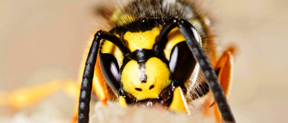 In diesem Sommer gilt es, alles Süße gut im Auge zu behalten. Denn es gibt deutlich mehr Wespen als in den vergangenen Jahren.