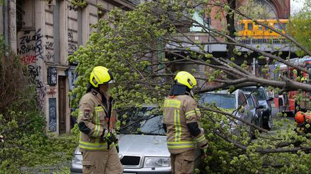 Feuerwehrleute zerlegen einen Baum, der in der Lausitzer Straße in Kreuzberg auf einen Pkw gestürzt ist.