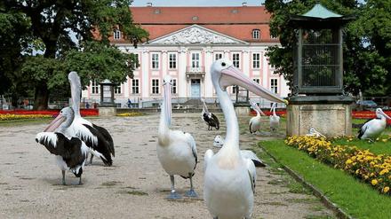 Fliegen können sie nicht, nur watscheln: Pelikane vor dem Schloss Friedrichsfelde im Tierpark Berlin beim Schlossfest 2010.
