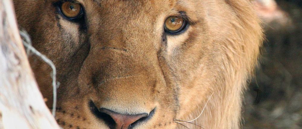 Löwen schnuppern Freiheit in Brandenburg: Neues aus der Tiervollzugsanstalt