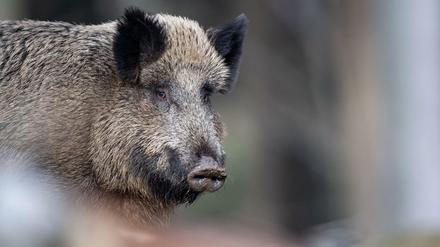 Inzwischen dran gewöhnt: Die Beschwerden über Wildschweine, die in Berliner Siedlungen und Gärten vordringen, sind in den vergangenen Jahren  zurückgegangen. „Die Berliner sind deutlich gelassener geworden“, hieß es. 
