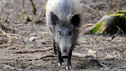 Eigentlich fliehen Wildschweine vor Menschen. Doch es gibt auch dann und wann gefährliche Attacken.