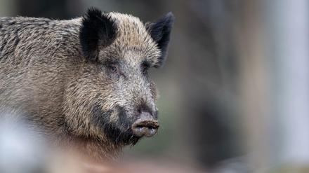 Bei einem weiteren toten Wildschwein in Polen wurde der Erreger nachgewiesen. 