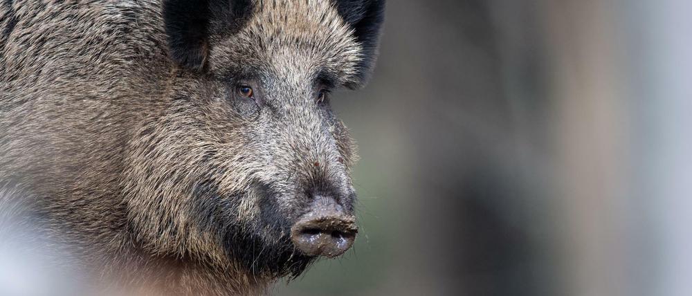 Bei einem weiteren toten Wildschwein in Polen wurde der Erreger nachgewiesen. 