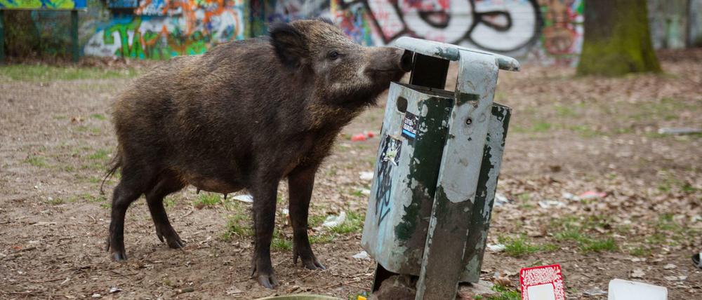 Hungriges Maul: Dieses Wildschwein war in Tegel auf Futtersuche.