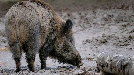 Wenn sich ein Schwein mit dem Virus infiziert, kann es meist nicht lange überleben.