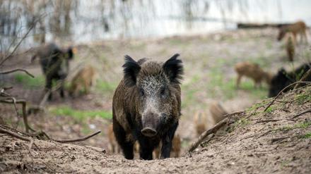 Akut durch das Virus gefährdet. Wildschweine in Berliner und Brandenburger Wäldern. 