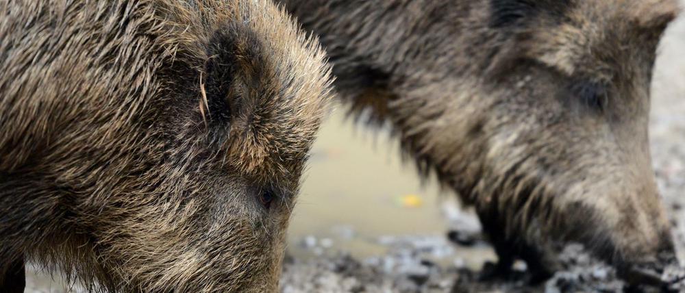 Die Zahl der Wildschweine ist in den letzten Jahren rasant angestiegen.