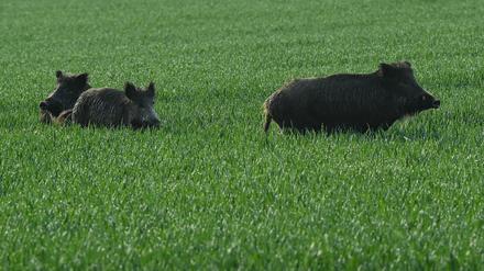 Brandenburg, Treplin: Drei Wildschweine stehen am frühen Morgen in einem noch grünen Getreidefeld. (Mai 2021)