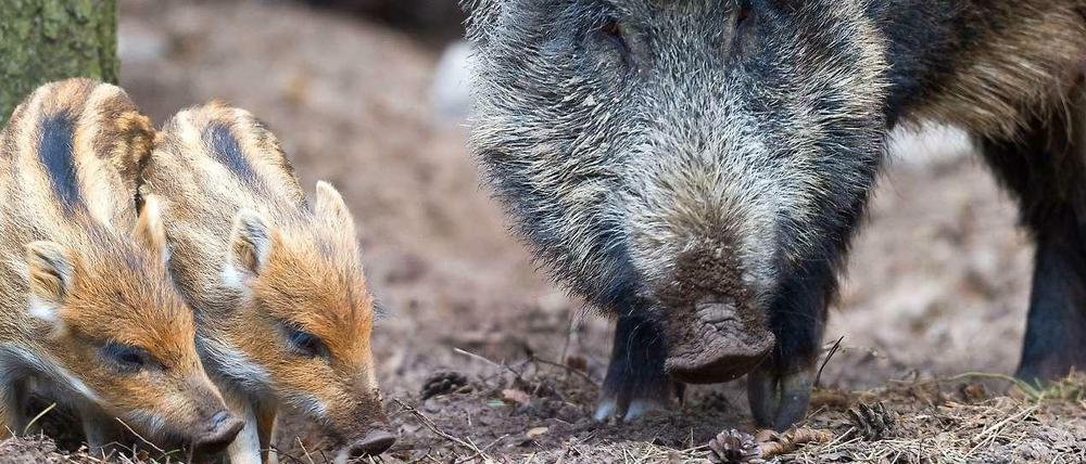Keineswegs so harmlos, wie sie aussehen: In Berlin werden in einem Forschungsprojekt die Lebensgewohnheiten von Wildschweinen im Stadtgebiet ermittelt.