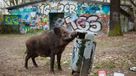 Wildschweine sind zu einer Plage für Stahnsdorf geworden. Die Gemeinde will, dass Jäger sie wieder traditionell erlegen dürfen.