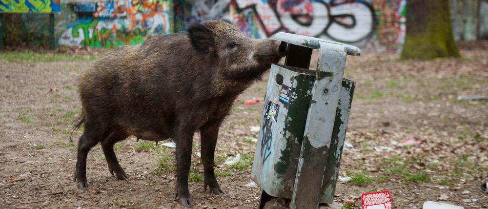 Wenn Wildschweine Essensreste fressen, können sie sich dabei infizieren.