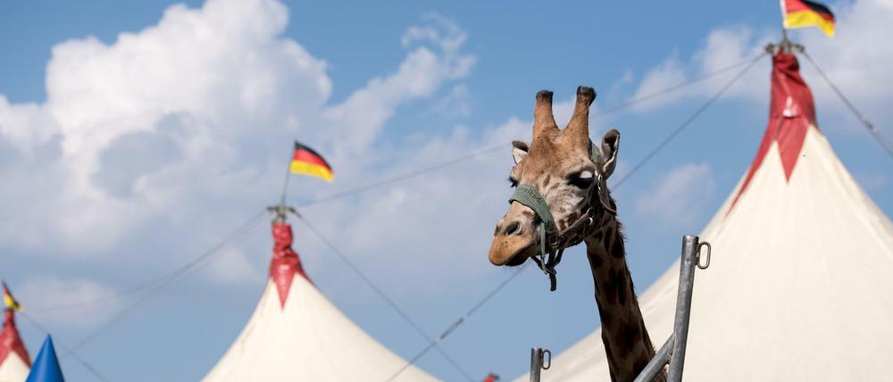 Hinter Gittern: Eine Giraffe im Circus Voyage in ihrem Gehege. 