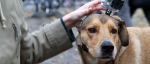 Hundeleben: Willy geht mit der Kamera auf die Straßen Berlins