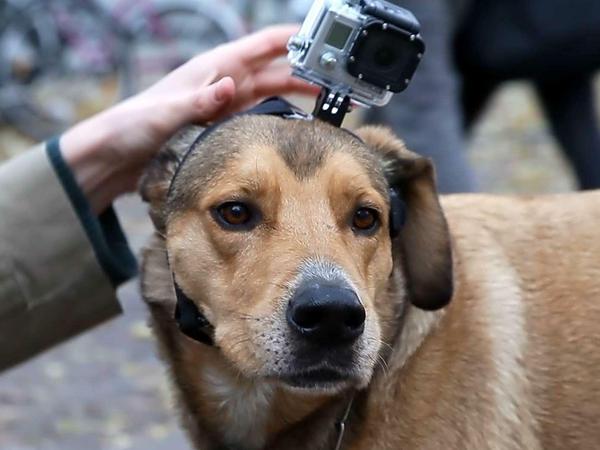 Hundeleben: Willy geht mit der Kamera auf die Straßen Berlins