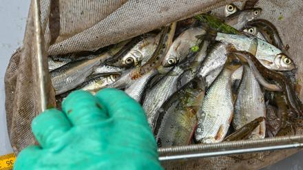 Mehrere verschiedene Arten von lebenden Fischen sind in einem Kescher von Fischereiwissenschaftlern vom IGB Leibniz-Institut für Gewässerökologie und Binnenfischerei zu sehen.