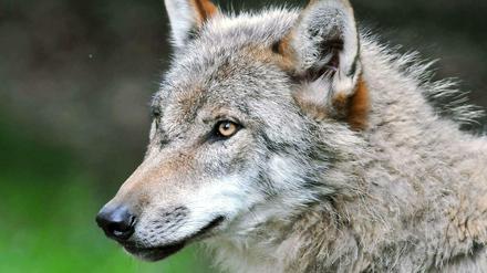 Mystisches Tier. Viele Menschen haben Angst vorm Wolf. In Brandenburg wurde jetzt wohl wieder eines der geschützten Tiere erschossen.