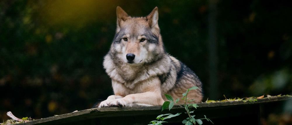 In Brandenburg wurden nach Angaben des Landesumweltamtes seit 1990 mehr als 90 tote Wölfe gefunden.