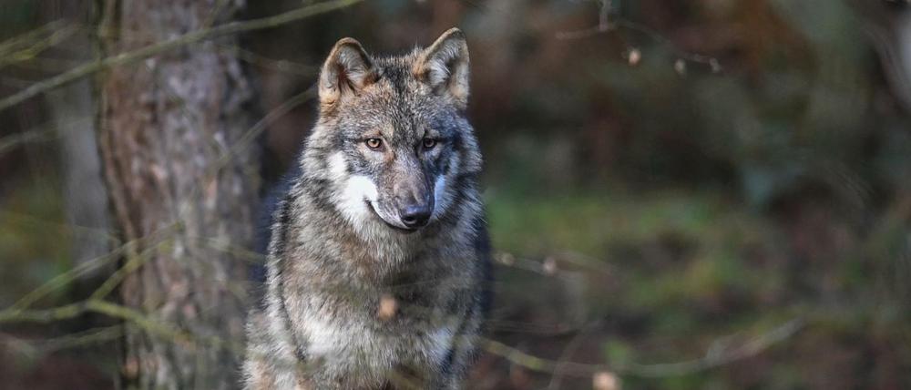 Ein Wolf steht in seinem Gehege im Wildpark Schorfheide. 