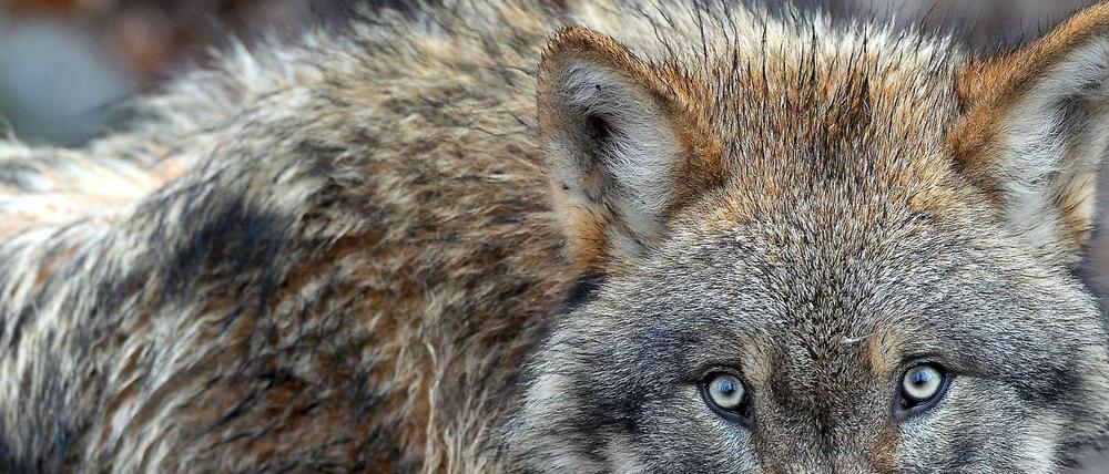 Wache Augen. Mit der Zahl der Wölfe in Brandenburg vermehren sich auch die Probleme. Dieser Wolf lebt allerdings in einem märkischen Wildpark. 