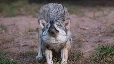 Auch Wolfsmütter brauchen mal eine Pause. Was bietet sich da besser an als Schafskino?