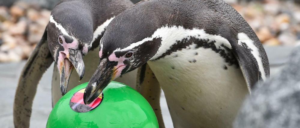 Der Pinguin "Flocke" aus dem Spreewelten-Bad in Lübbenau fungierte im Sommer als WM-Orakel.