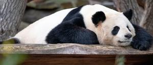 Papa in spe? Panda-Männchen Jiao Qing liegt auf einem Holzpodest in seinem Gehege im Berliner Zoo.