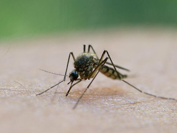 Das West-Nil-Virus kann unter anderem durch Mücken übertragen werden. 
