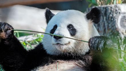Panda-Mann Jiao Qing läßt es sich in seinem Gehege im Zoo schmecken, während Meng-Meng sich um die zwei Jungtiere kümmert. 
