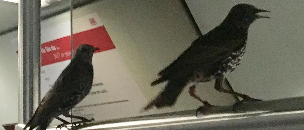 Zwei Vögel sitzen in einem Zug der Berliner S-Bahn auf einer Haltestange.