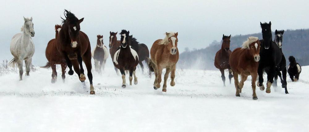 Pferde im Schnee - und in diesem Fall abseits des Straßenverkehrs. 