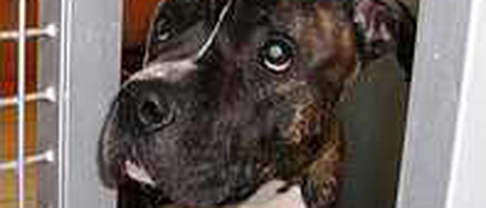 Eigentlich hätte der zweijährige Staffordshire-Terrier-Mischling Tyson schon vor einer Woche eingeschläfert werden sollen.
